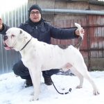 HJCH Happy Hunter's Carlos amerikai bulldog