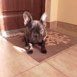 Francia bulldog kölyök