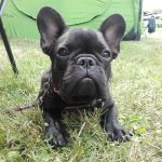 Chili legszebb hobbi francia bulldog