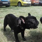 Francia bulldog kölyök