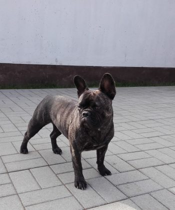 Eger-Vári Mini Aina