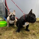 Tőzegkúti Kennel francia bulldog kölykök