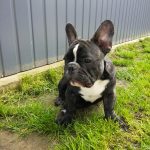 Tőzegkúti Aga csíkos francia bulldog kan