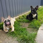 Francia bulldog kölykök Tőzegkúti Aga és Avocado