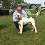 Hungária fajtagyőztes amerikai bulldog