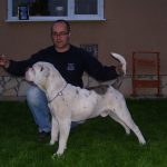 Happy Hunter's Carlos amerikai bulldog