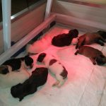 Eladó francia bulldog kiskutyák
