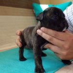 csíkos francia bulldog