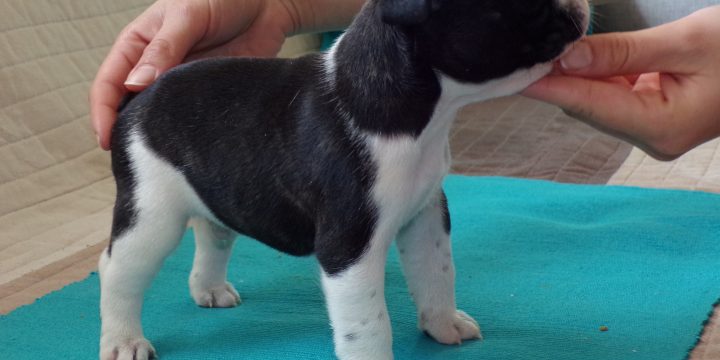 Eladó francia bulldog kiskutyák képei