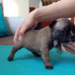 sötét fawn francia bulldog