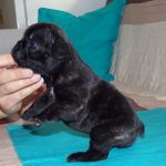 csíkos francia bulldog