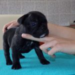 eladó csíkos francia bulldog kiskutya