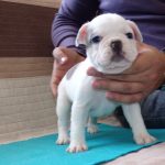 eladó foltos francia bulldog kiskutya