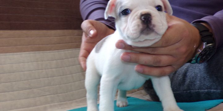Eladó francia bulldog kiskutyák