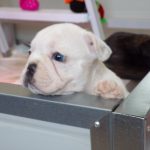 eladó foltos francia bulldog kiskutya