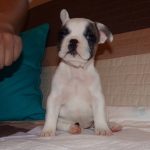 foltos francia bulldog