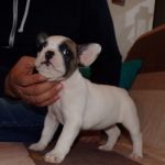 foltos szuka francia bulldog