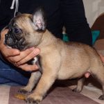 sötét bézs szuka francia bulldog