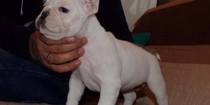 Eladó francia bulldog kiskutyák