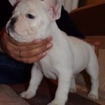 foltos szuka francia bulldog