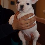 foltos szuka francia bulldog