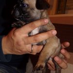 sötét bézs francia bulldog