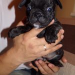csíkos francia bulldog