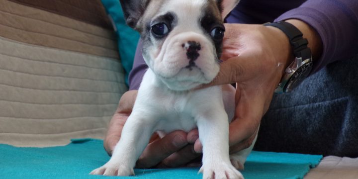 5 szuka és 1 kan francia bulldog eladó