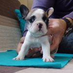 eladó foltos francia bulldog kiskutya