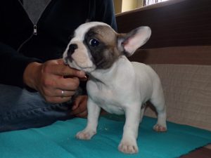foltos francia bulldog szuka