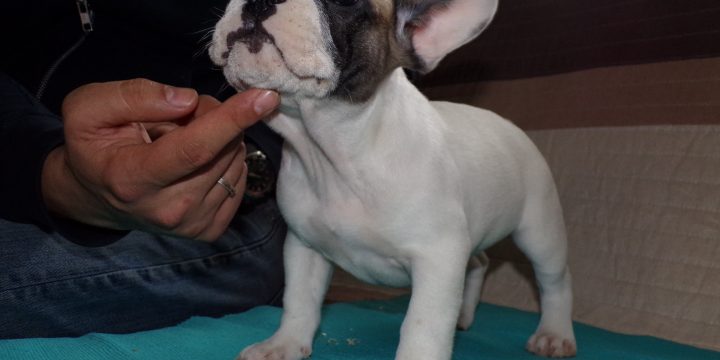 Eladó francia bulldog szuka kiskutyák