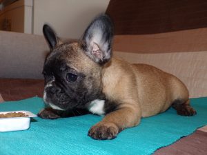 sötét bézs francia bulldog szuka