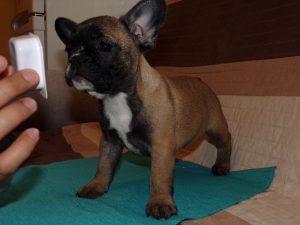 sötét bézs francia bulldog szuka