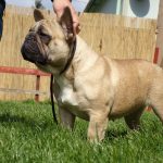 bézs francia bulldog szuka