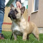 bézs francia bulldog szuka