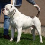 tigriscsíkos-foltos amerikai bulldog kan