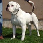 tigriscsíkos-foltos amerikai bulldog kan