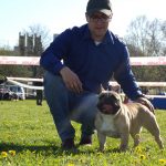 bézs francia bulldog szuka