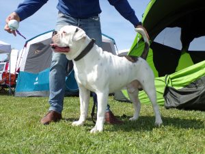 tigriscsíkos-foltos amerikai bulldog kan