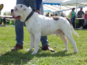 tigriscsíkos-foltos amerikai bulldog kan