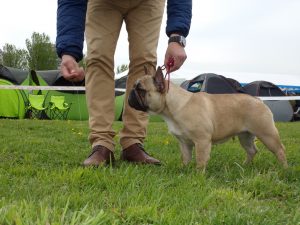 bézs francia bulldog szuka