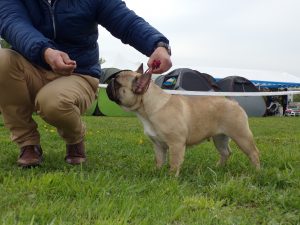bézs francia bulldog szuka