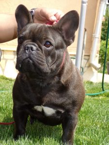 csíkos francia bulldog szuka