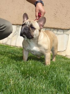 bézs francia bulldog szuka