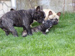 csíkos francia bulldog