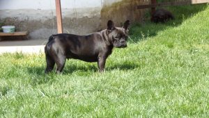 csíkos francia bulldog