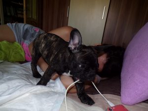 csíkos francia bulldog kan