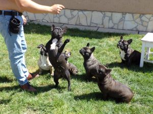 bézs és csíkos francia bulldog szuka, csíkos francia bulldog kan