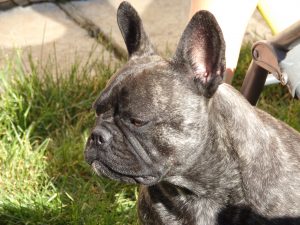 csíkos francia bulldog szuka
