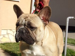 bézs francia bulldog szuka